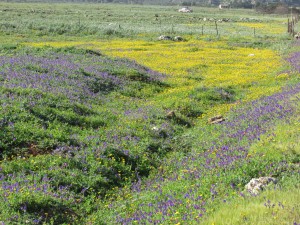 Field of flowers, Sicily, reminiscent of lilies of the field. 