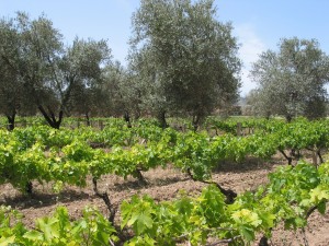 Olive trees in vineyards. 